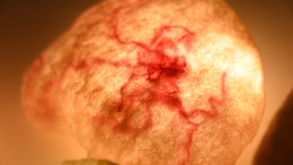 邱志杰 & 叶御风丨完美之路——杭州,马可·波罗的“天堂之城”参展艺术家系列访谈